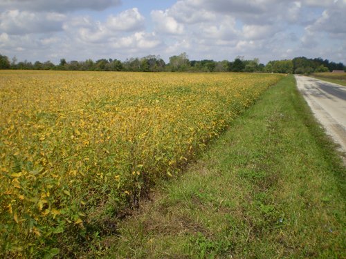 Property photo 1 - 75+/- Acres in 9 Tracts